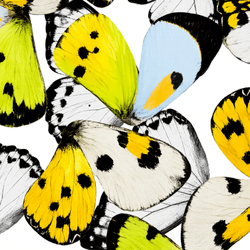 Butterfly Spectrum
