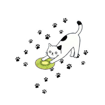 Kiwi Cat